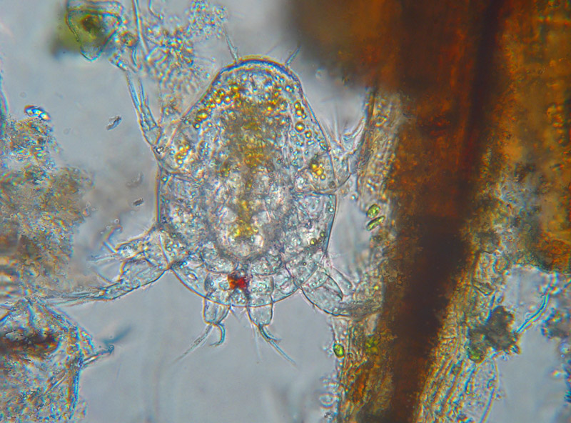 Nauplius di Copepode